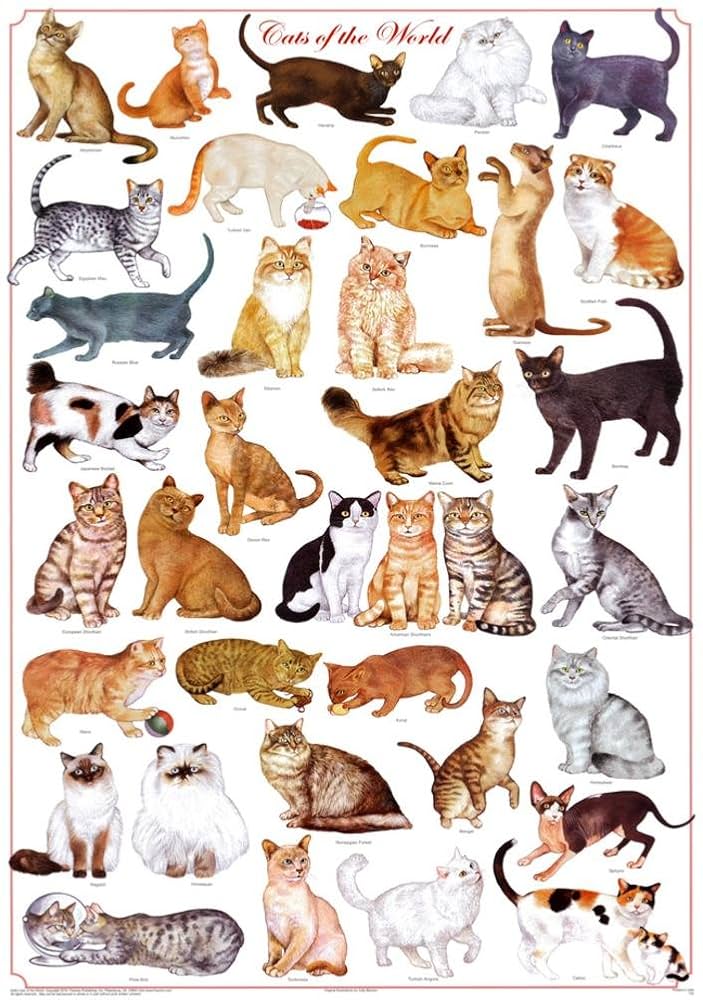 Amazon.com: (24 x 36) Cats of the World - Felines Poster